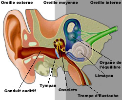 apneezen-theorie2